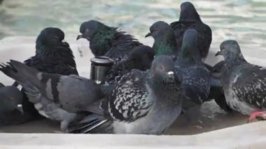 Canlı bir grup güvercin, doğal bir su kaynağına serinletici bir sıçramanın keyfini çıkarıyor.