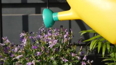 Parlak sarı bir sulama tenekesi canlı bir bahçedeki açan mor çiçeklerin üzerine su döküyor.