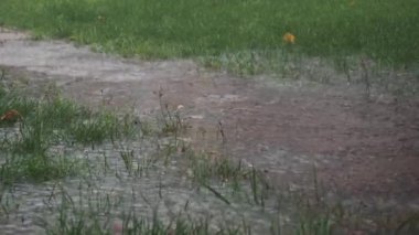Yağmur çimlerin üzerinde ve toprak yolda birikiyor, güzel bir şekilde dingin, ıslak bir manzara yaratıyor.