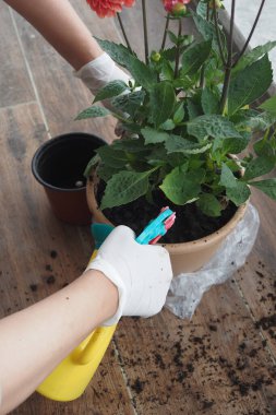 Bir insan titizlikle güzel bir çiçeğin saksısını yeniden yerleştiriyor.