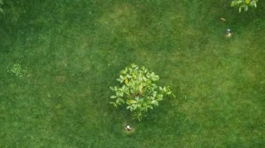 Hava manzarasında canlı yeşil çimenler ve manzaradaki küçük bir ağaç görülüyor.