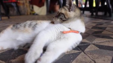 Saf rahatlık ve sükuneti somutlaştıran, desenli bir zeminde sakin bir kedi uzanır.