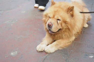 Yumuşak ve büyüleyici bir Chow Chow köpeği güneşin altındaki kaldırımda huzur içinde yatıyor.