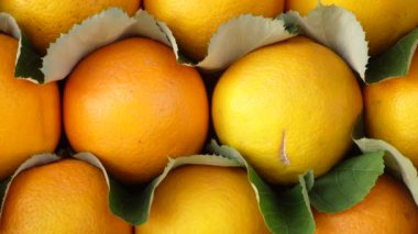 Canlı yeşil yapraklarla geliştirilmiş taze portakal ve limonların renkli görüntüsü.