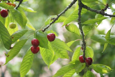 Olgun kirazlar bir ağaca tutunur