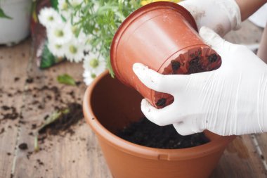 Eldiven takan eller dikkatle toprakla dolu bir terasotta tenceresine yerleştiriliyor.