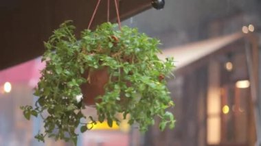 Bereketli bir asma bitkisi şehir zeminine canlılık katar ve sakin bir atmosfer yaratır..
