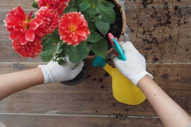 Elleri su dolu bir tencerede canlı begonyalarla ve yakınlarda bahçe aletleriyle ilgileniyor.