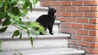 Gösterişli siyah bir kedi zarif bir şekilde aşınmış taş basamakları incelikle yönetir.