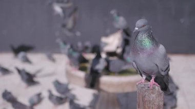 Canlı bir şehir ortamında büyüleyici bir güvercin sürüsü güzel bir çeşmenin etrafında toplanır.