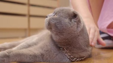 Şirin gri bir kedi, sıcak ve rahat bir ortamda hoş bir şekilde okşamaktan zevk alıyor.