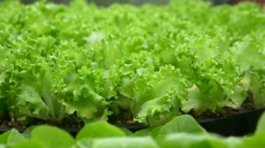 Taze marul, modern bir hidrofonik ortamda ideal büyüme için yetiştiriliyor.