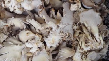 Taze istiridye mantarlarının yakın plan görüntüsü. Mutfak yemekleri ve lezzetli tarifler için mükemmel.