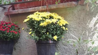 Canlı sarı ve kırmızı kasımpatılarla dolu renkli saksılar güzel çiçek açar.