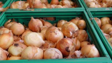 Taze toplanmış soğanlar, kaliteli malzemeler arayan müşterileri bekliyor.