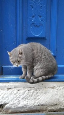 Tüylü, gri bir kedi canlı, mavi ahşap bir kapının yanındaki taş duvarda mutlu bir şekilde oturuyor.