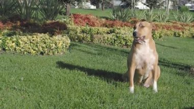 Mutlu bir köpek yeşil çimenlerin üzerinde oturur doğayla dolu güzel çiçeklerle çevrili.