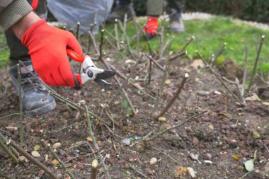 Yetenekli bir bahçıvan sağlıklı büyüme ve genel canlılık sağlamak için bitkileri buduyor.