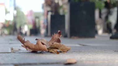 Düşen kuru yapraklar, güzel sonbahar mevsiminde şehrin kaldırımında huzur içinde dinleniyor.