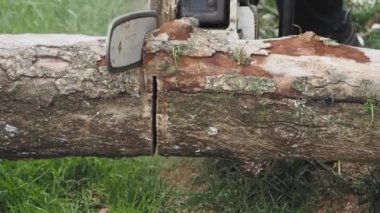 Güçlü bir testere, canlı yeşil çimenler üzerinde dinlenen kalın bir kütüğü ustaca keser.