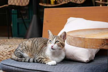 Huzurlu ve huzurlu bir tekir kedi lüks bir kafede rahat bir yastığın üzerinde uzanıyor.