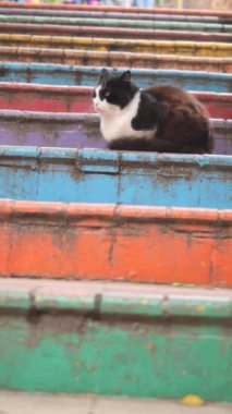 Huzurlu ve hoşnut bir kedi huzur içinde ve rahat bir şekilde güneşin altında canlı ve renkli adımlara dayanır.