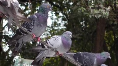 Yeşilliklerle çevrili bir dalda huzur içinde dinlenen bir grup güvercin.