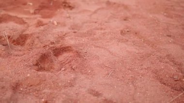 Kırmızı toprağın titiz ve detaylı bir görüntüsü göze çarpan ince hayvan ayak izlerini barındırıyor.