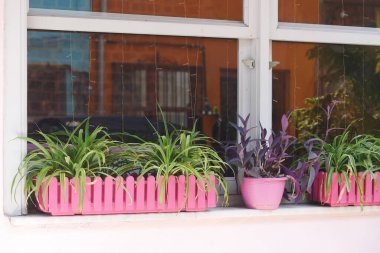 Canlı pembe kutulardaki saksı bitkileri pencereden manzarayı güzelleştiriyor.