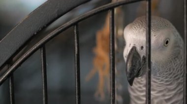 Meraklı bir Afrikalı Gri Papağan kafesinin parmaklıklarından dikkatle bakıyor.