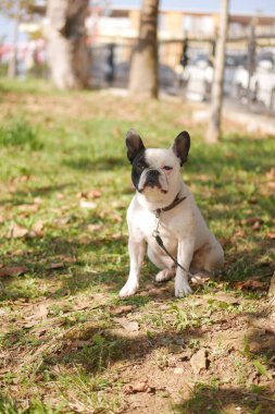Harika bir Fransız Bulldog 'u güneşli, parlak bir park ortamında rahatça dinleniyor.