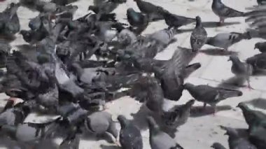 Güvercin olarak da bilinen bir kaya güvercini sürüsü asfalt kaldırıma tünemiş ve bir etkinlik sırasında kalabalıkla yer paylaşmaya uyum sağlamıştır.