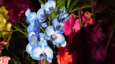 Göz kamaştırıcı mavi orkideler canlı renkli çiçeklerin arasına güzelce yerleştirilir.