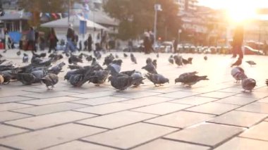 Güneşli bir meydanda, güvercinler özgürce dolaşıyorlar, kentsel huzur ve huzur hissi uyandırıyorlar.