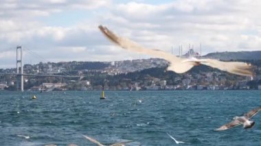Boğaz üzerinde zarif bir şekilde uçan martılar Istanbullar 'ın göz kamaştırıcı siluetini sergiliyor.