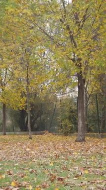 Rengarenk yapraklarla çevrili görkemli bir ağacın sergilendiği muhteşem sakin bir park manzarası.