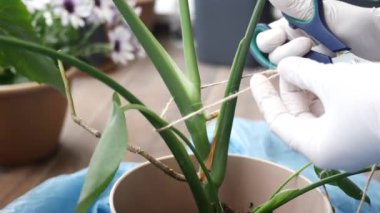 Bahçıvan Hassasiyet ve Bakımla Kapalı Kapılar Arındırma Fabrikası.