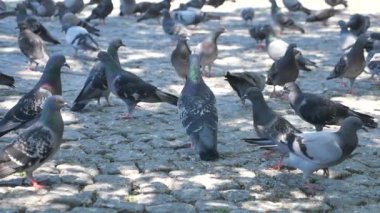 Güneşli bir günde, renkli güvercinlerden oluşan büyük bir grup tuhaf bir kaldırım taşı alanında toplandı.