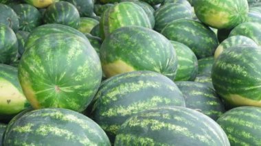 Renkli bir grup taze karpuz, yaz pikniği ve barbekü için mükemmel.