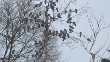 Çok sayıda kuş kış mevsiminde çıplak ve soğuk dalların üzerinde huzur içinde dinleniyor.