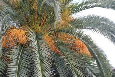 Meyveleri salkım salkım dizili muz ağaçları,