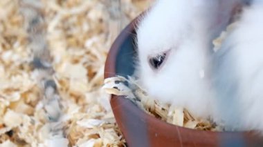 Tüylü beyaz bir tavşan, sıcak ve sıcak bir ortamda, bir kaseden yemeğinin keyfini çıkarıyor.