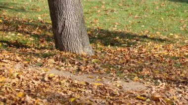 Rengarenk yapraklarla çevrili görkemli bir ağacın sergilendiği muhteşem sakin bir park manzarası.