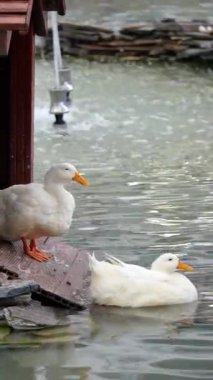 İki ördek huzurlu ve huzurlu bir ortamda sakin sularda sakince dinleniyor.