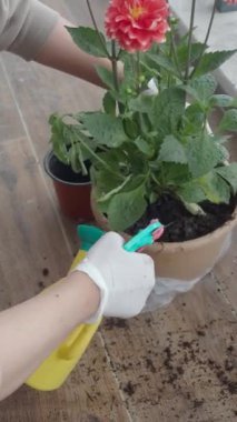 Bir el, sprey şişesi kullanarak canlı çiçekleri saksıda nazikçe suluyor. Bahçıvanlığın neşesi
