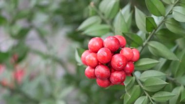 Canlı kırmızı dutların yemyeşil yapraklara yakın çekimi, doğal güzellikleri gözler önüne seriyor.