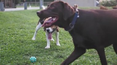 Neşeli bir av köpeği, güneşli bir parkta, parlak mavi bir topla oyun oynamaktan zevk alır.