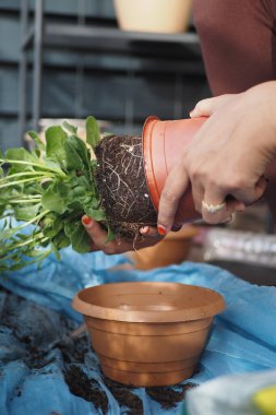 Kendini işine adamış bir bahçıvan en uygun büyüme ve sağlığı sağlamak için bitkilerini yeniden saksılıyor.