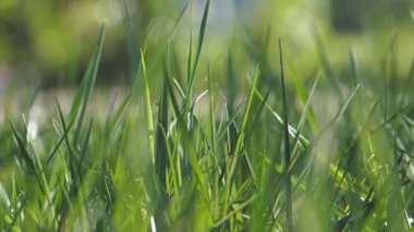 Çimenlerin gür ve canlı yeşil yaprakları yumuşak güneş ışığıyla güzelce aydınlatılır.