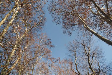 Branches of deciduous trees in the park in spring sunny weather, . clipart